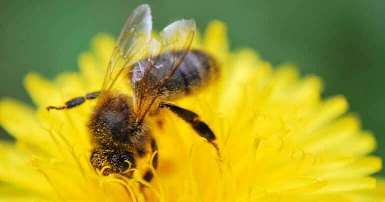 Frank Eivind Rundholt (Creative Commons)