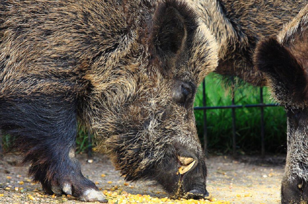 La proliferación del animal ha incrementado su presencia en las carreteras