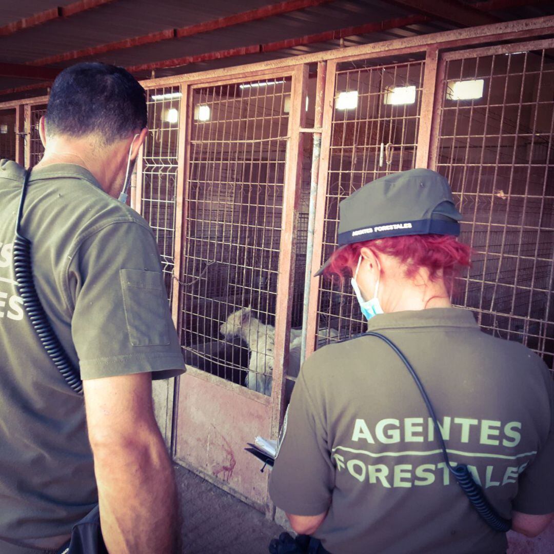 Agentes forestales encuentran 15 perros muertos y 87 en condiciones &quot;lamentables&quot;.