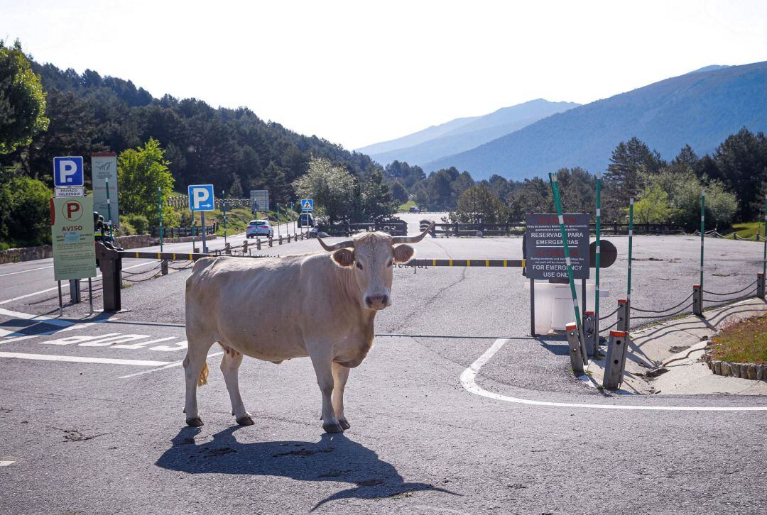 Una vaca camina por la carretera de acceso a Navacerrada, Madrid este sábado, donde la Comunidad ha mantenido cerrados los accesos y aparcamientos del puerto de Navacerrada y Cotos para evitar que se produzcan aglomeraciones en la sierra madrileña. 
