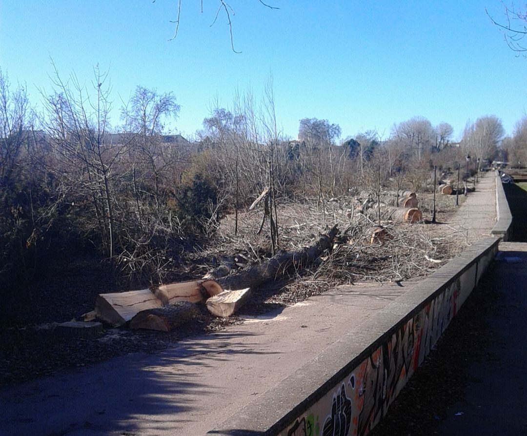 Tala de árboles en el Parque de La Quinta en 2017