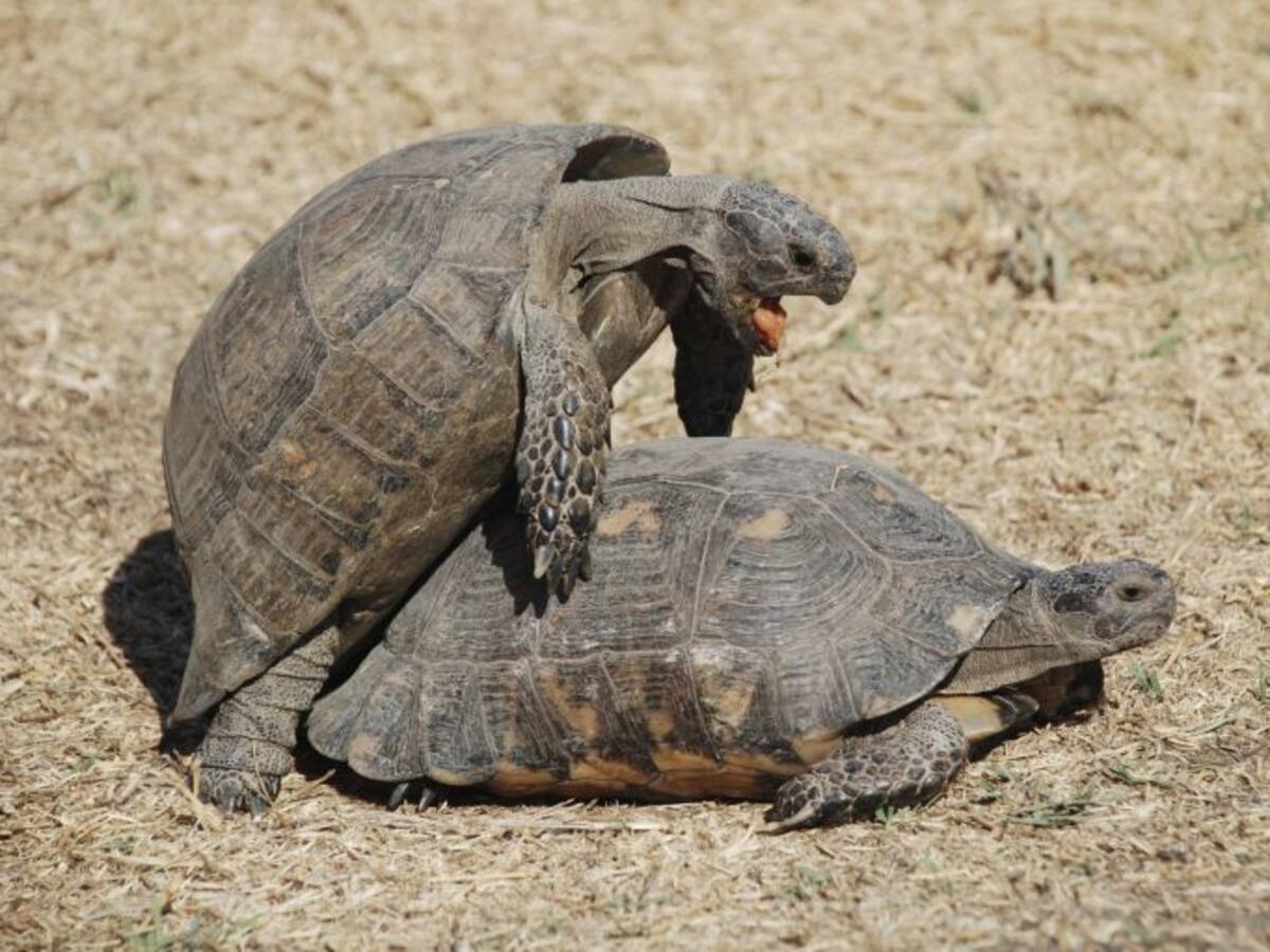León, erizo, conejo...¿cómo eres en el sexo?