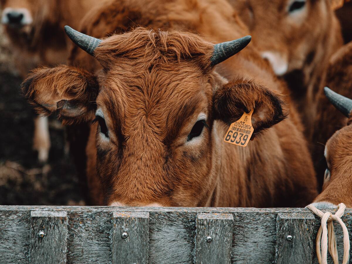 Detectado en Oropesa un caso de la enfermedad hemorrágica epizoótica
