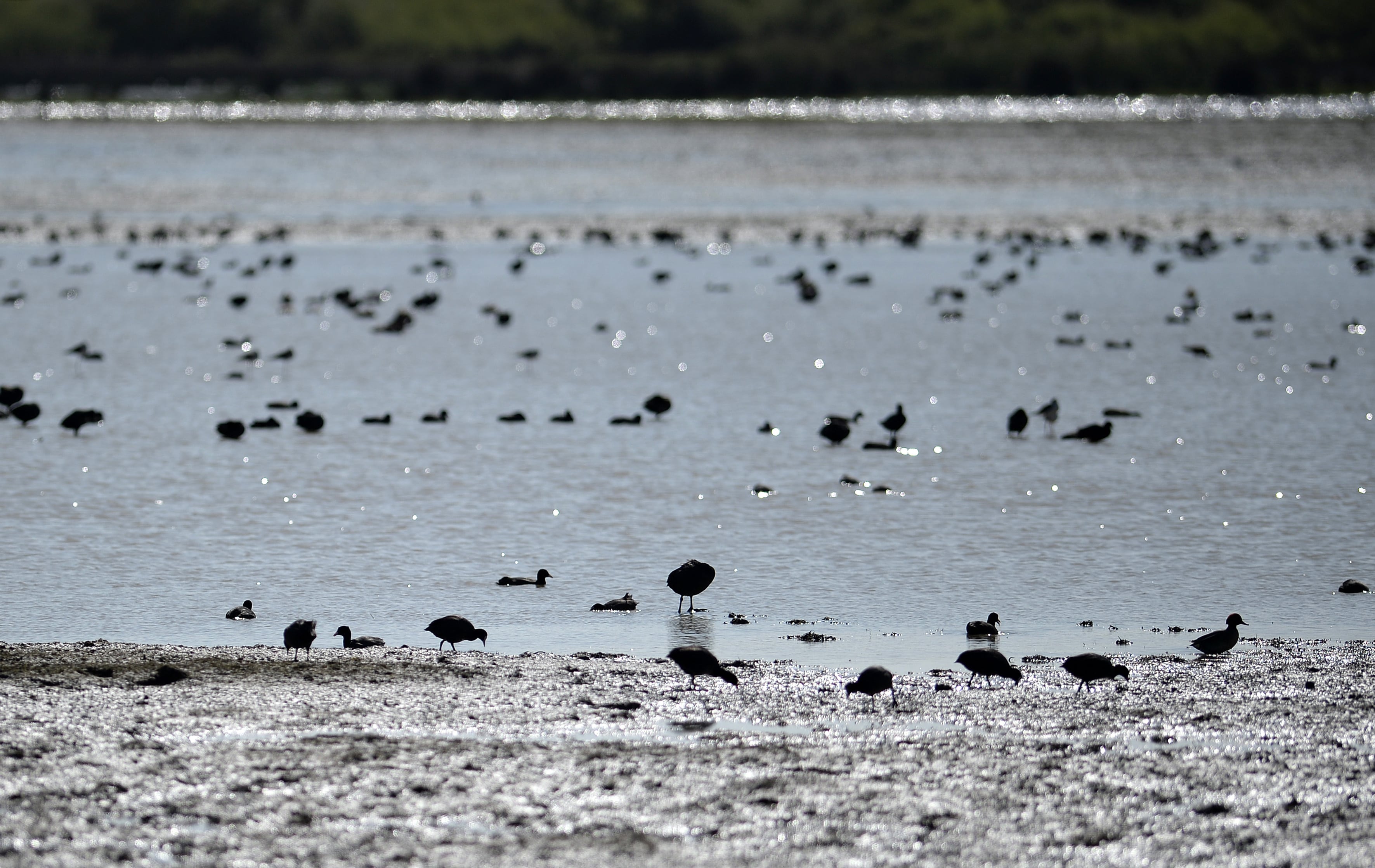 Los pájaros picotean el barro de una marisma en el parque nacional de Doñana en Huelva el 6 de marzo de 2020.