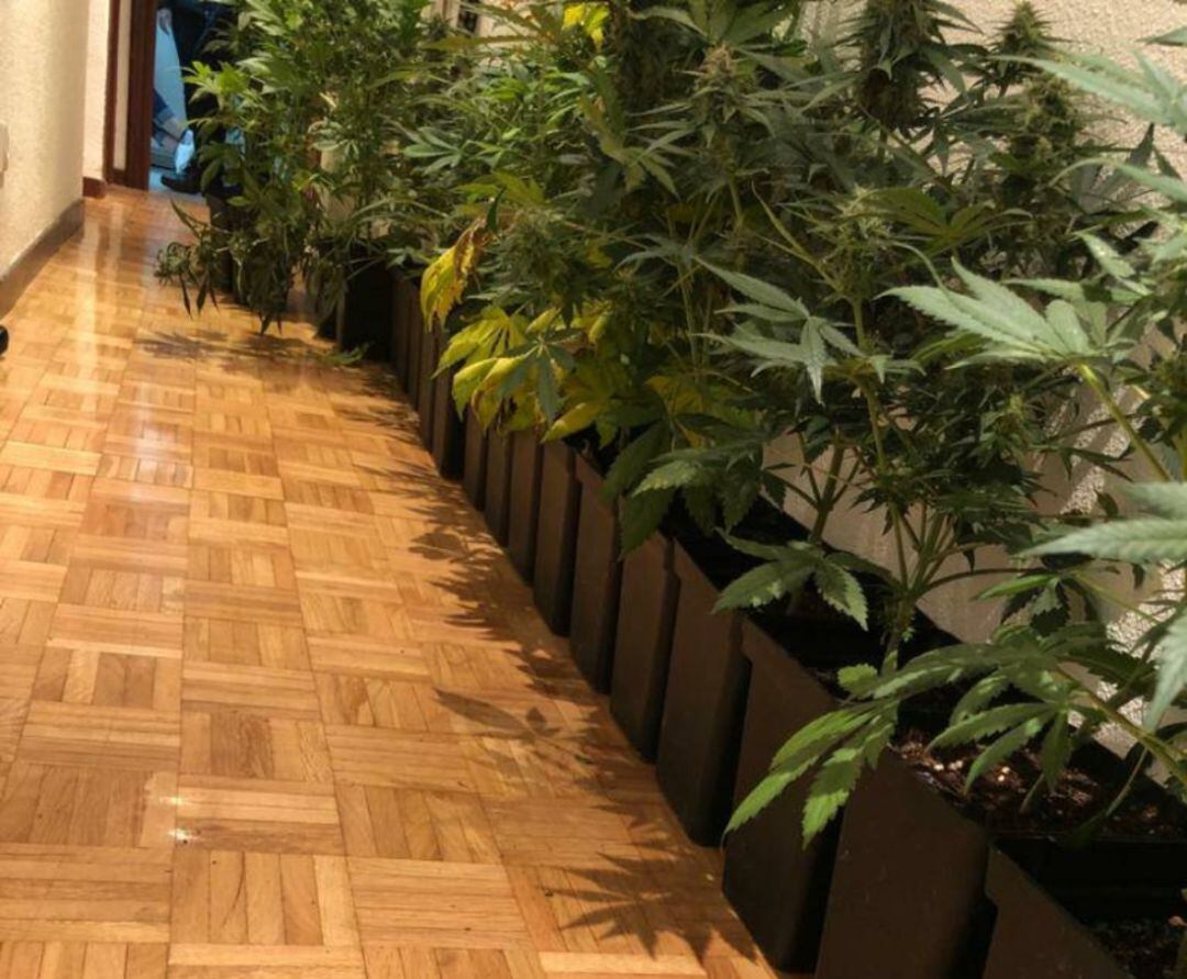 Plantas encontradas en la vivienda