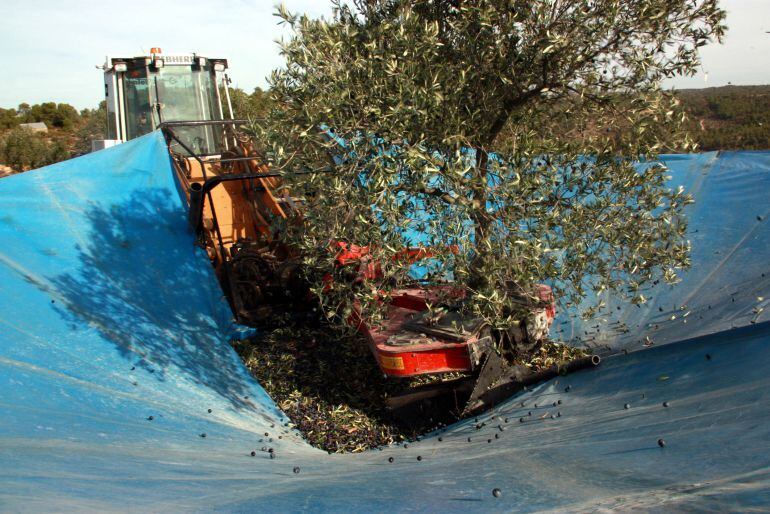 Un productor recol·lectant olives a la seva finca de Maials.