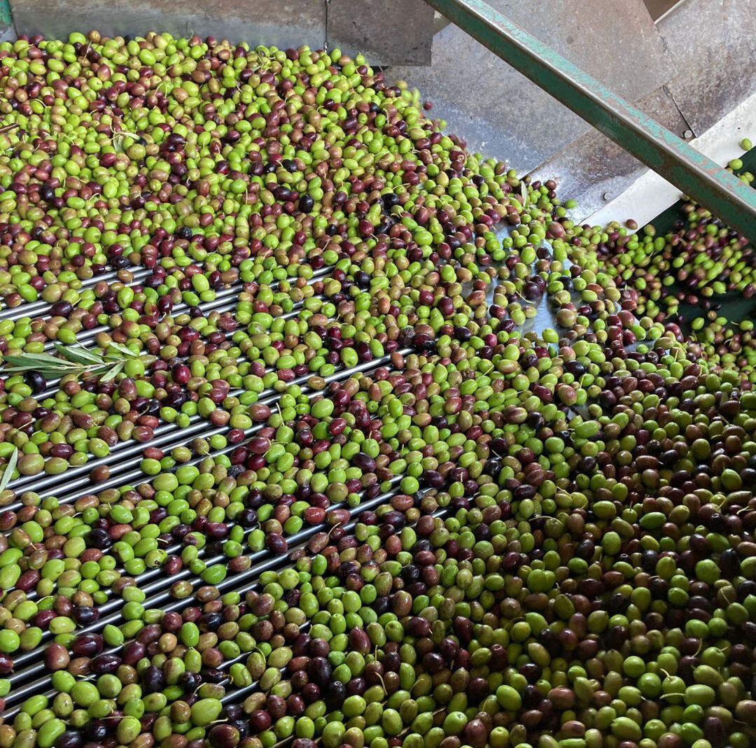 Aceituna en una almazara.