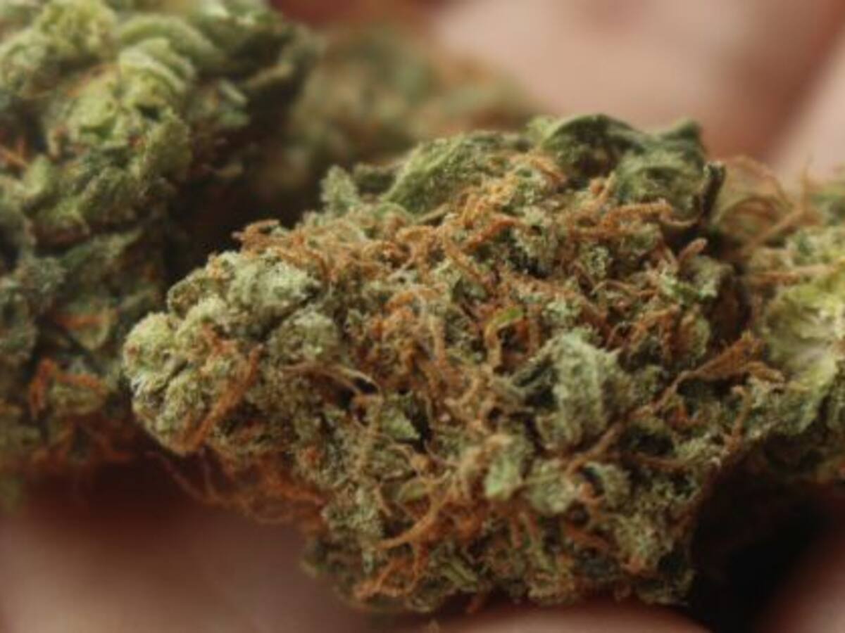 Desmantelada una importante plantación de marihuana en Fonteculler