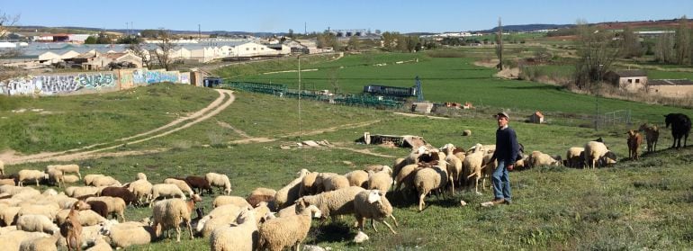 Un ganado de ovejas pasta junto a la Ronda Oeste en Cuenca.