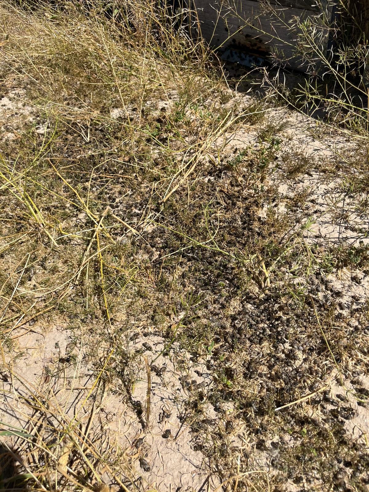 Una fumigación fuera de control arruina la producción de cincuenta colmenas de un apicultor cartagenero