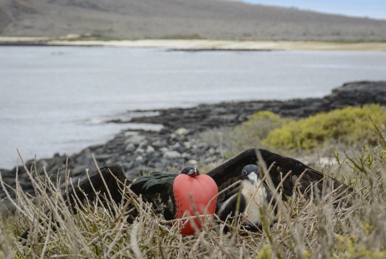 En el Parque Nacional de las Islas Galápagos, dos aves descansan cerca de la orilla del mar. Este archipiélago ecuatoriano ha sido catalogado como Patrimonio de la Humanidad. 