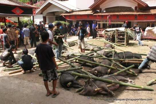 Los Tana Toraja matan cerdos y búfalos en honor a la persona fallecida