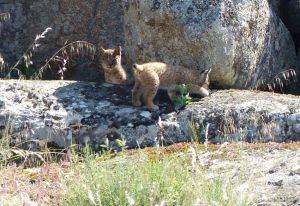 Linces nacidos en estado salvaje