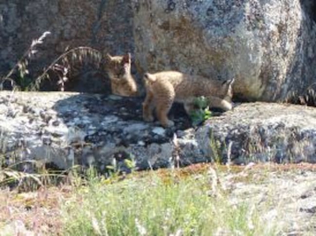 Linces nacidos en estado salvaje