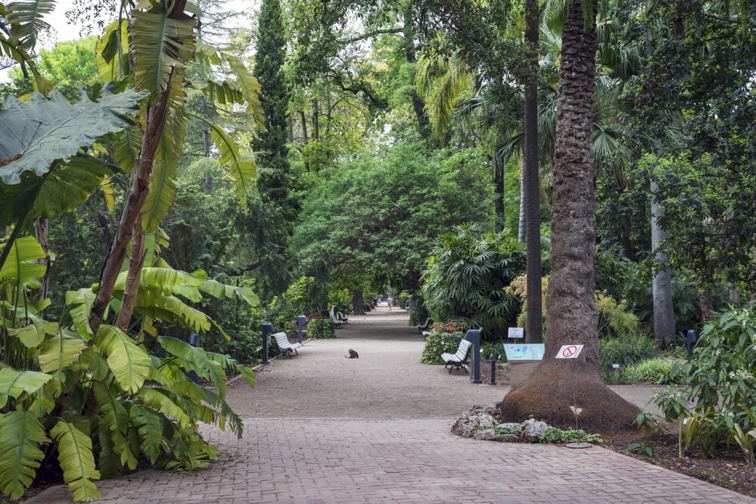 Ciudadanos pidió hace unos días que el solar de Jesuitas fuera una ampliación del jardín botánico de València