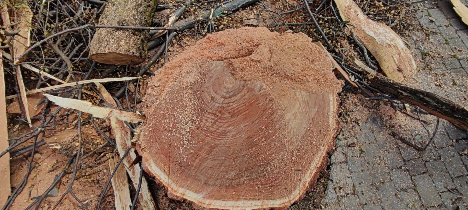 Árboles afectados por el tornado la zona de Vallellano en Córdoba