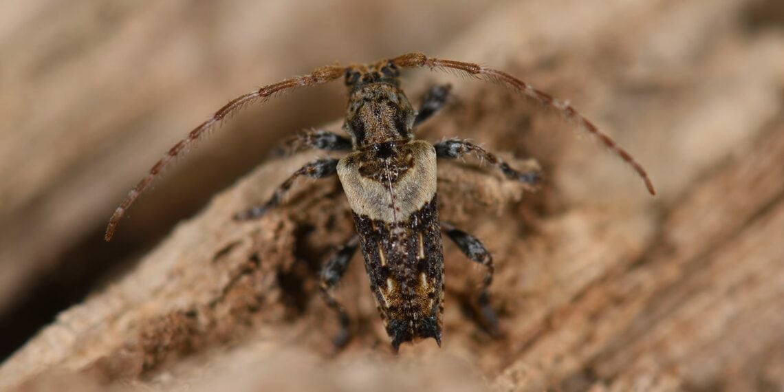 Pogonocherus pepa