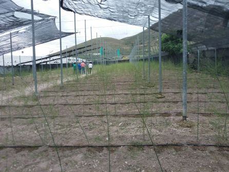 Instalaciones del invernadero con la plantación de espárrago