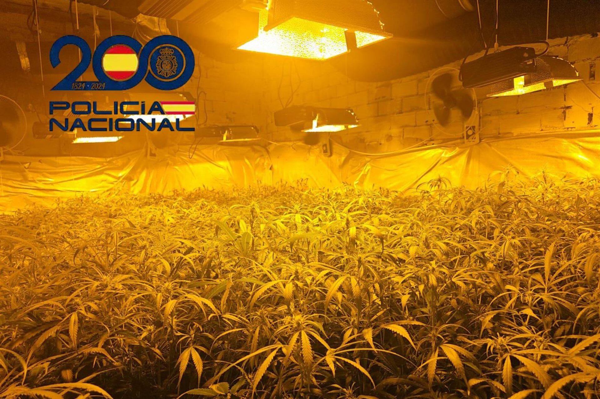 Una de las plantaciones desmanteladas en Sanlúcar