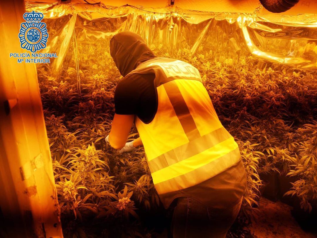 Una de las plantaciones desmanteladas