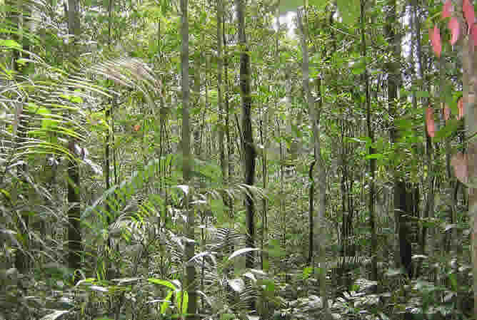 Instantánea de la selva amazónica