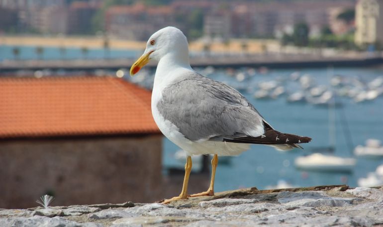 Las medidas a tomar son disuasorias y no agresivas para las aves.