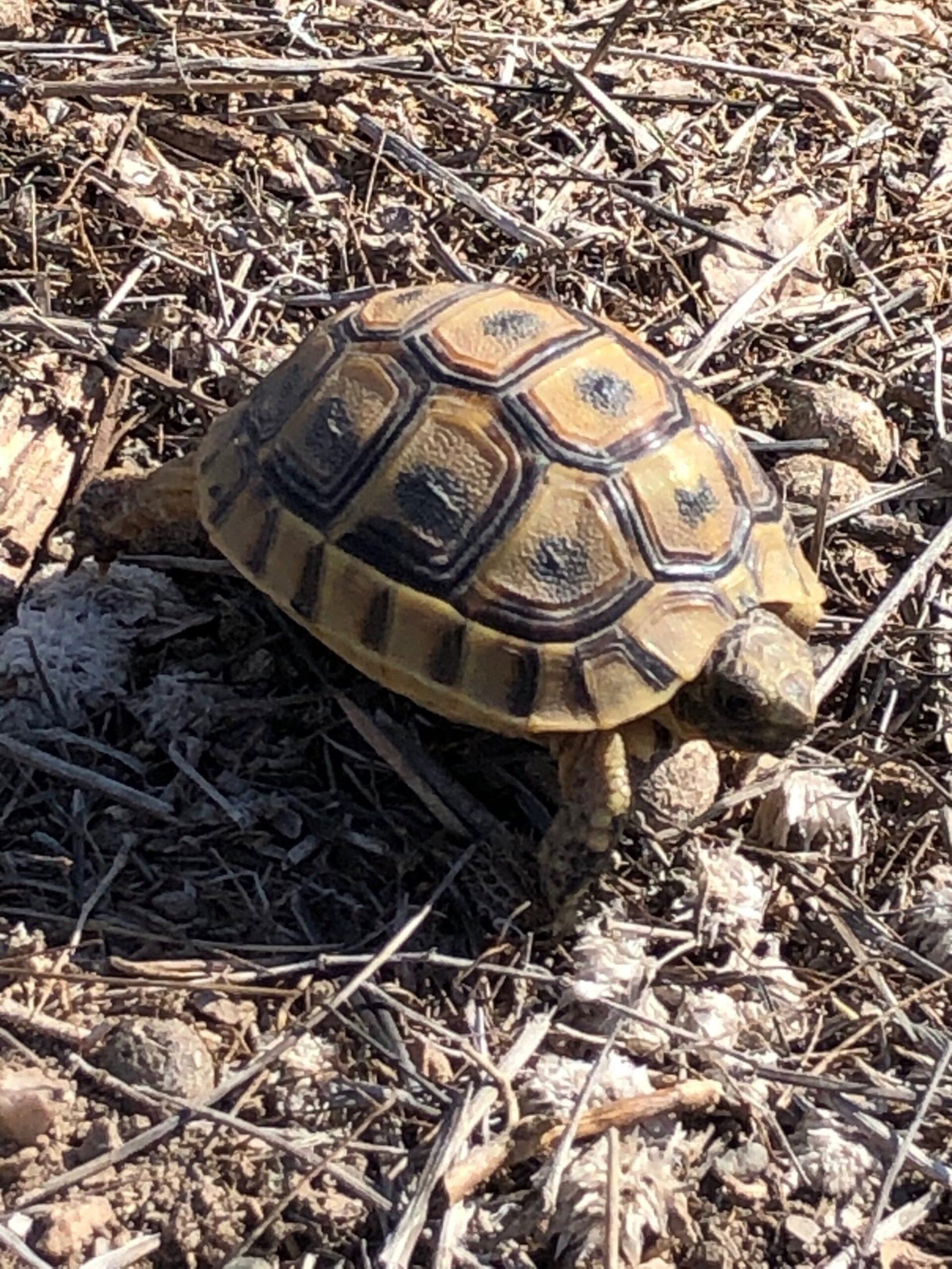 Ejemplar de tortuga mora