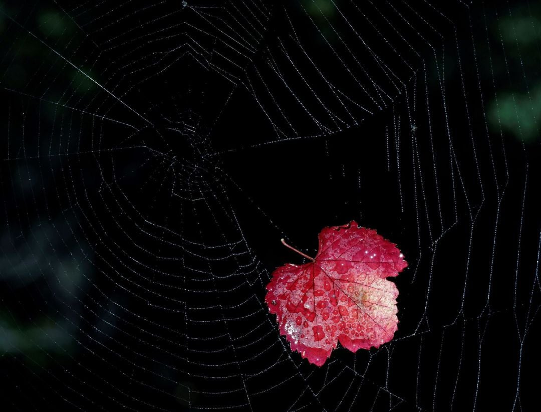 Una hoja con los colores típicos del otoño permanece atrapada en la tela de una araña con el rocío de la mañana sobre su hilo de seda.