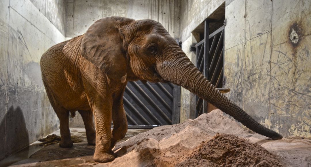 Medidas contra el frío en el Bioparc Valencia