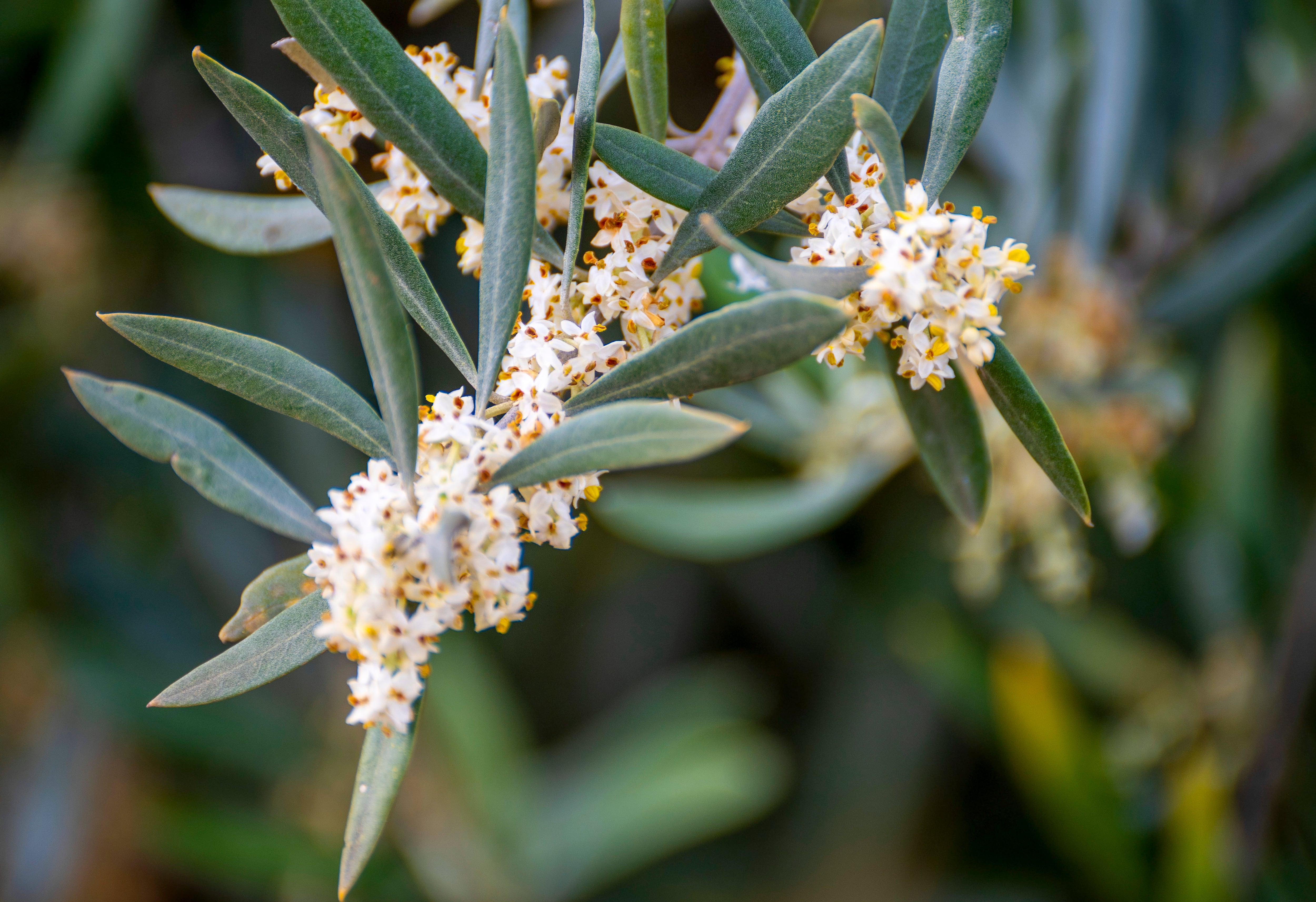 JAÉN, 20/05/2025.- Vista de un olivo en flor. Los alérgicos al polen del olivo viven estos días su calvario particular tras la explosión de la floración hasta niveles extremos, una situación que complica, y mucho, la vida cotidiana de los jiennenses. EFE/ José Manuel Pedrosa