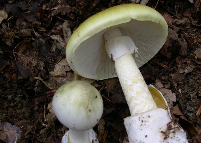 Imatge d&#039;un exemplar d&#039;&quot;Amanita Phalloides&quot;, el bolet verinós que podria haver causat la mort d&#039;una dona a Girona