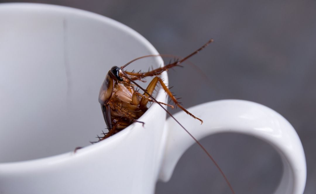 Una cucaracha en el interior de una taza.