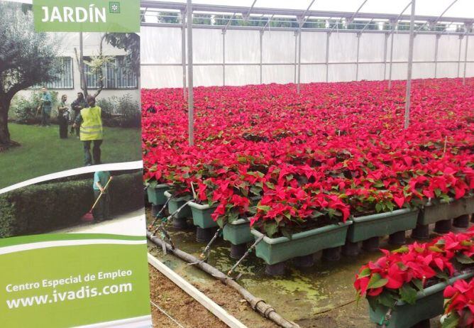 Aspecto del interior del invernadero del vivero de Cheste donde se cultivan las plantas