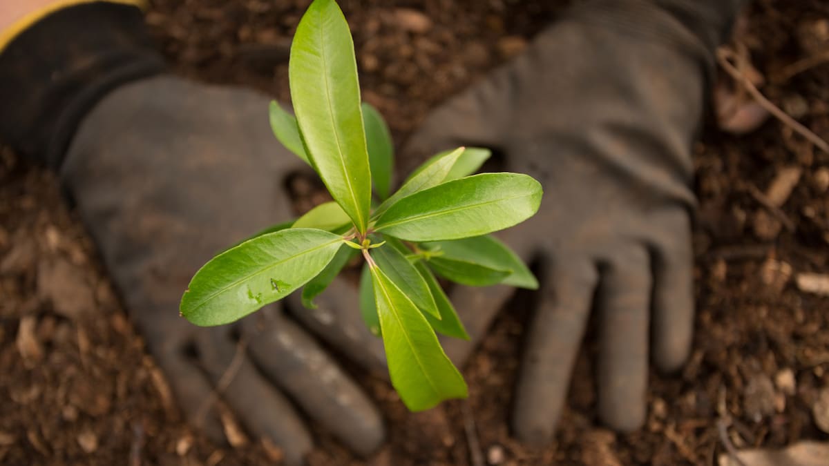 El Centro Mola recauda 1.000 euros en las huchas solidarias por los montes incendiados en la comarca