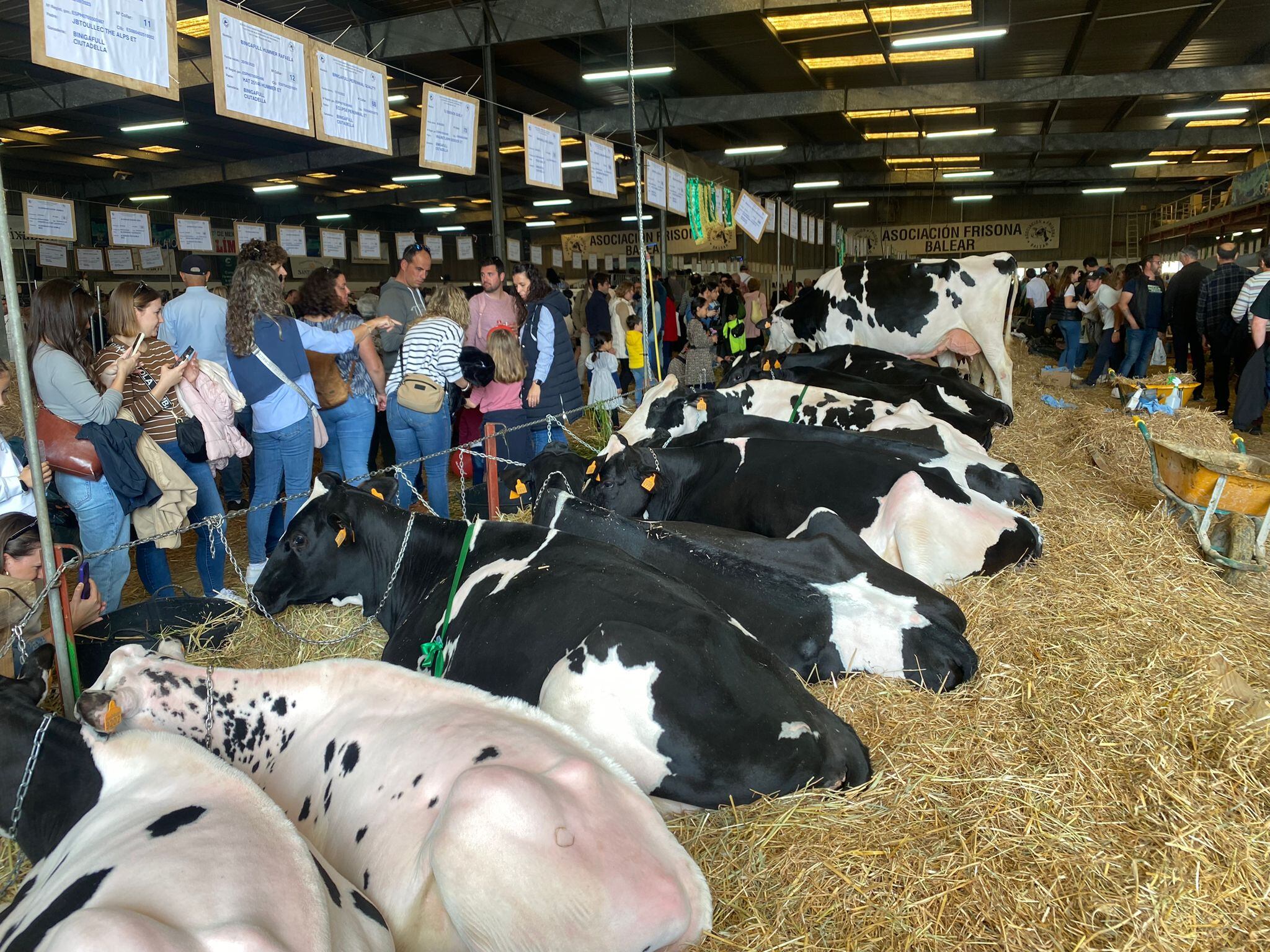 Torna la Fira del Camp d'Alaior, una de les més importants d'Espanya