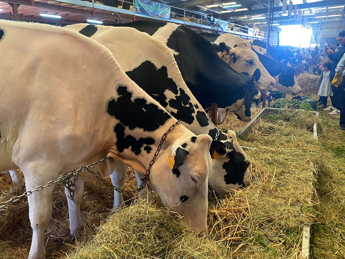 La 38a edició de la Fira de Camp de Menorca comptarà enguany amb 185 animals