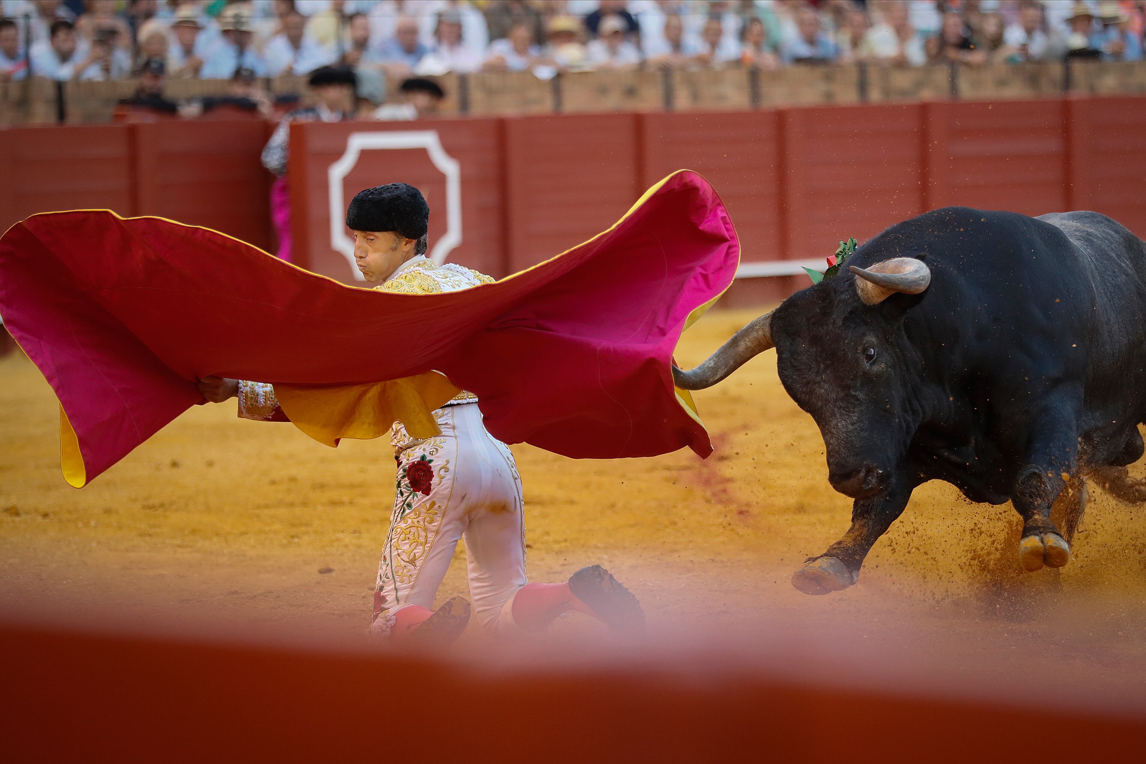 El diestro Manuel Escribano recibe portagayola.