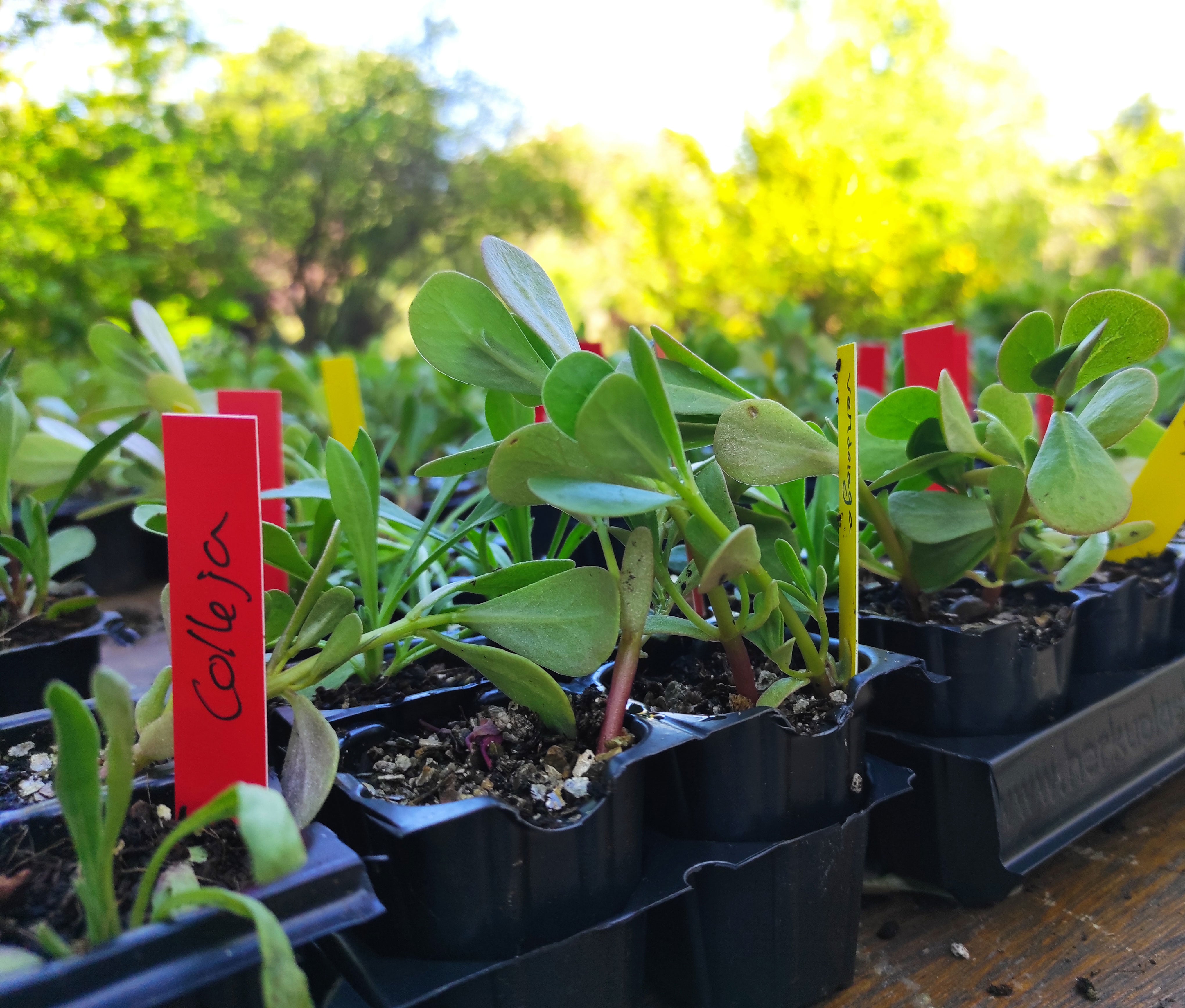 La colleja, una de las plantas silvestres comestibles de la Comunidad de Madrid