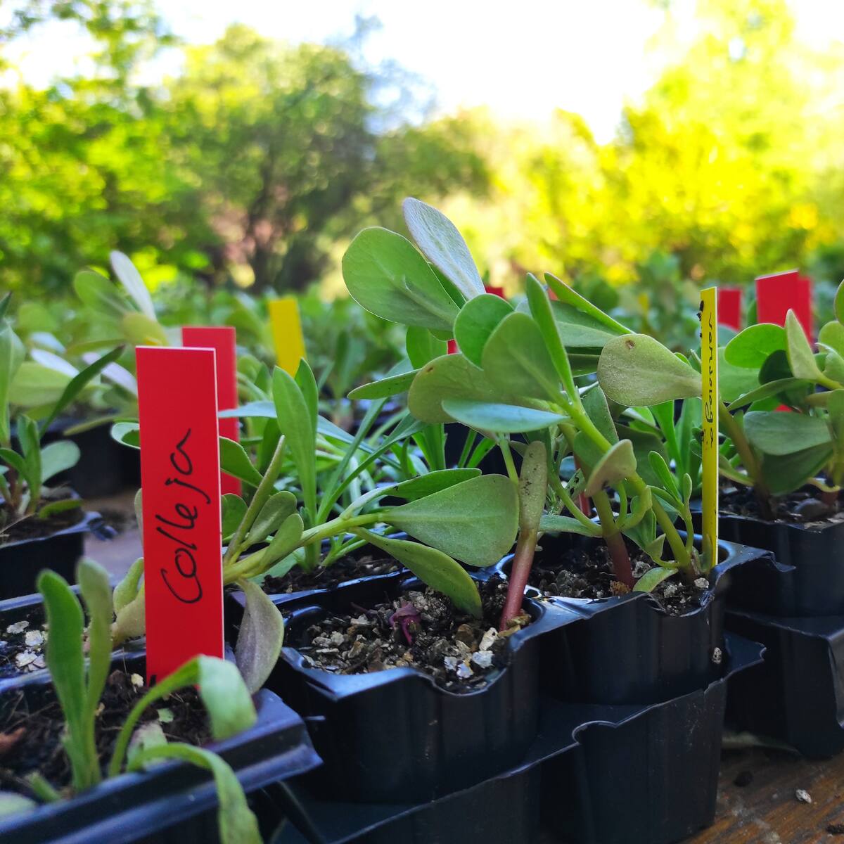 Estas son las siete plantas silvestres comestibles presentes en la sierra de Madrid