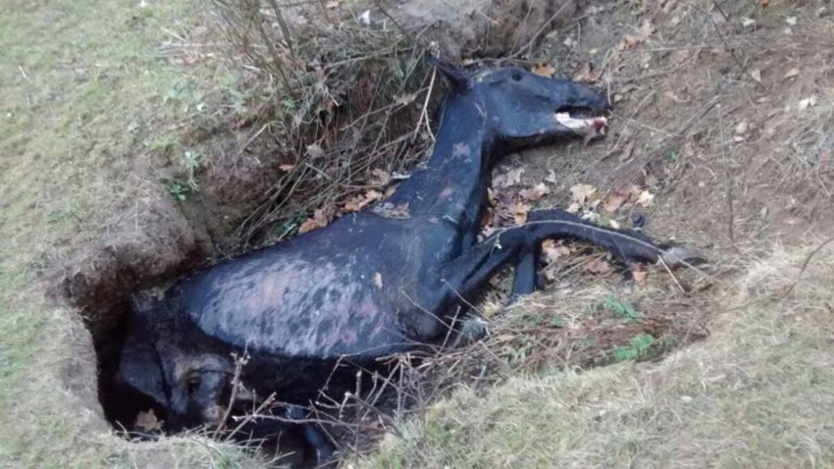 Maltrato animal en Gordexola