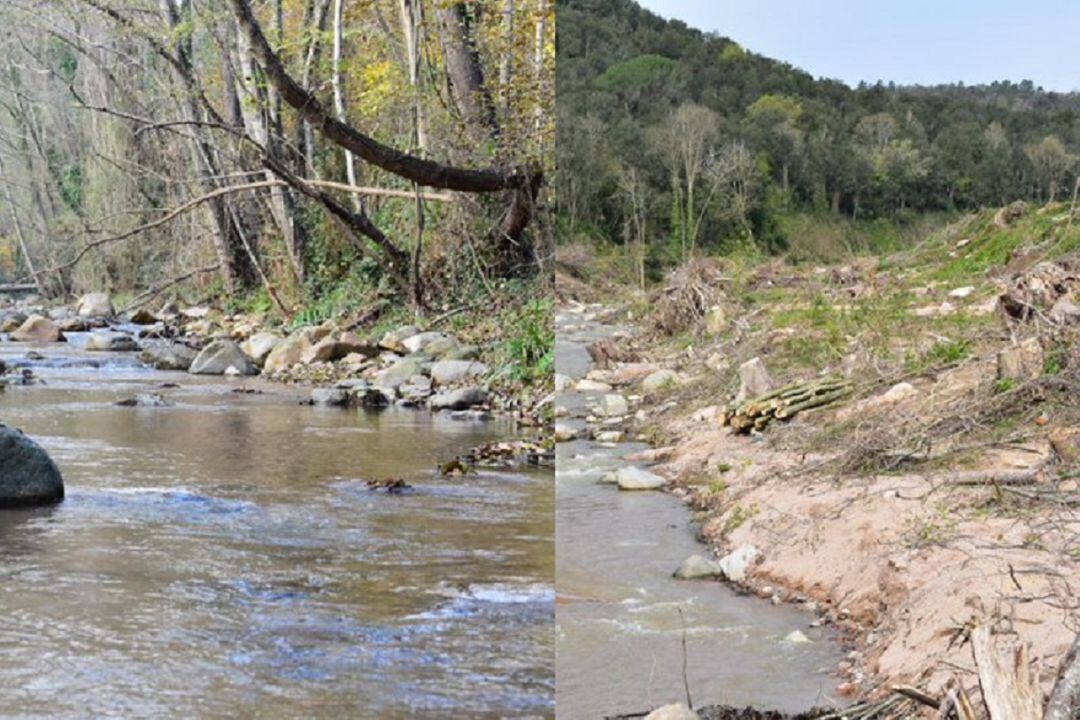 Imatges de l'abans de la riuada i de després de la tala.