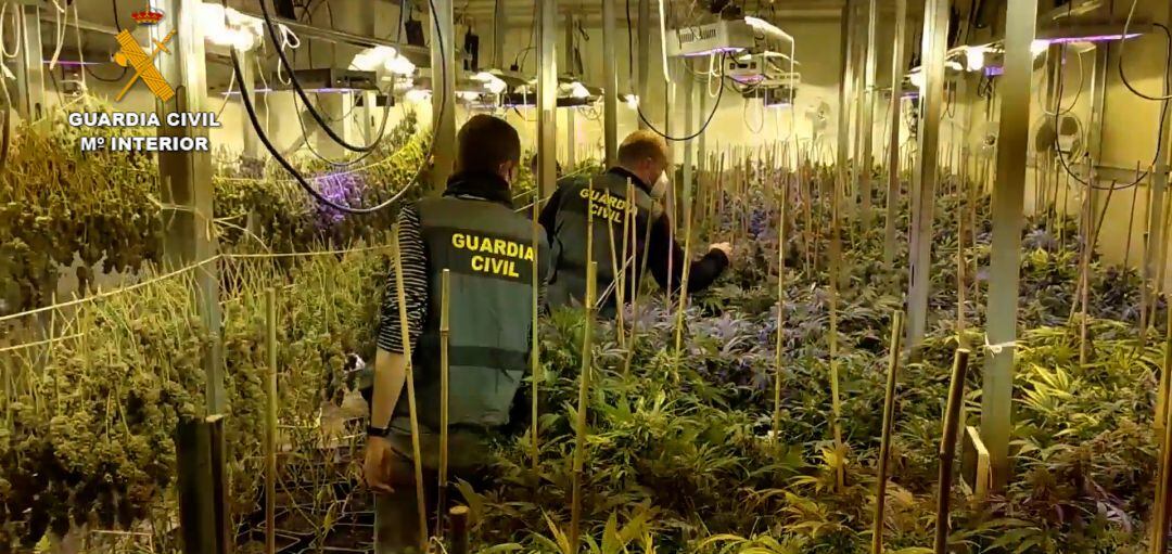 Una de las naves con el cultivo de interior