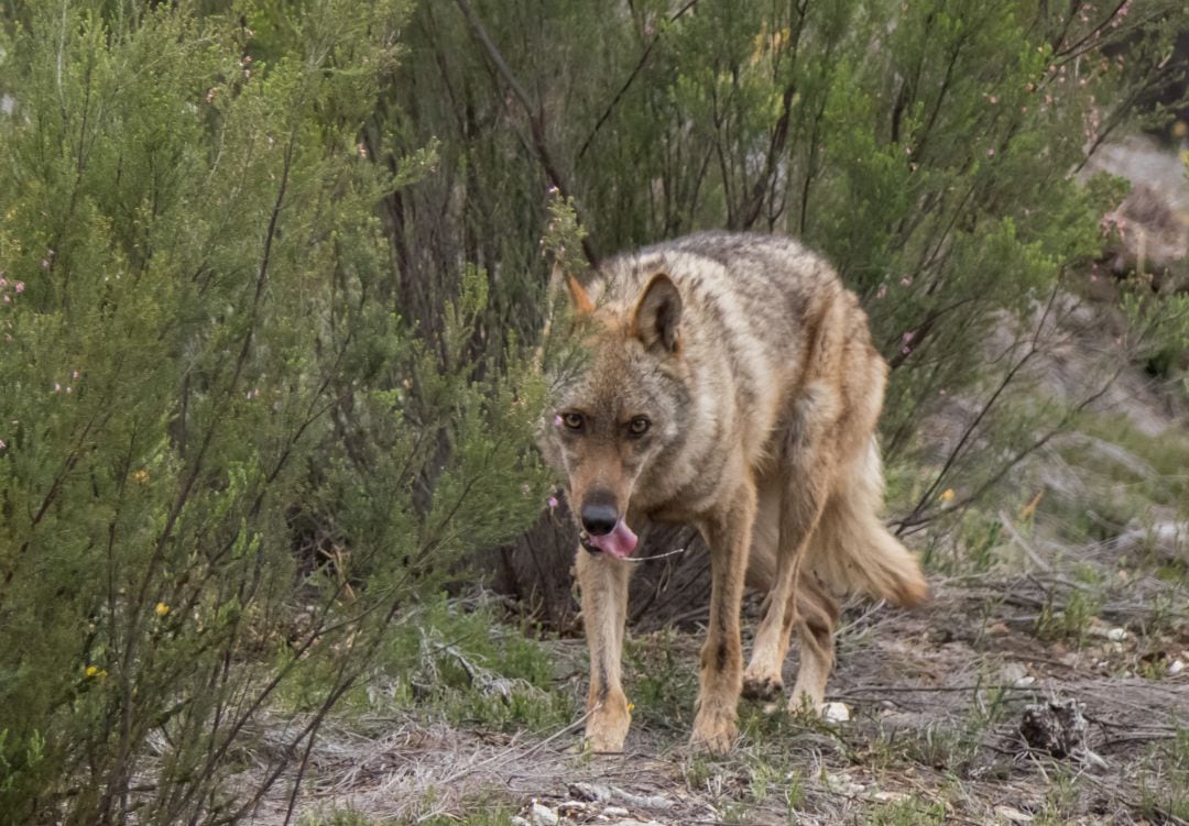 Lobo Ibérico