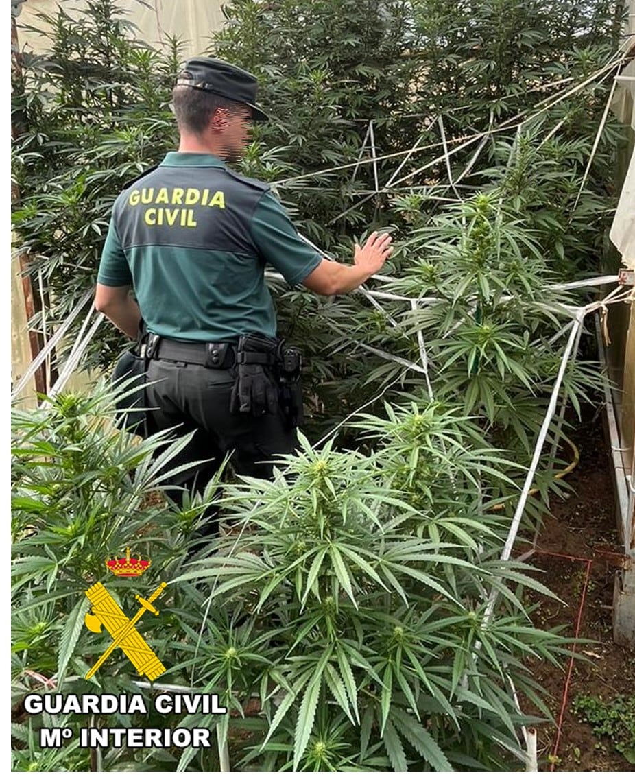 Plantación de marihuana en un invernadero en la Sierra de la Demanda