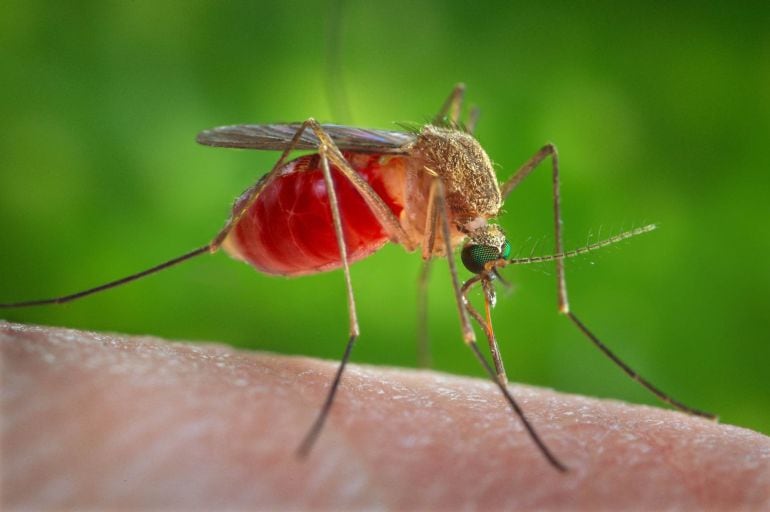 El virus del chikungunya ha infectado ya a millones de personas en Africa y Asia y se transmite por las picaduras del &quot;mosquito tigre&quot;, una especie que ya se encuentra también en España. 