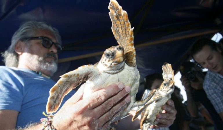 Imagen de archivo de la liberación de tortugas bobas en una playa de Elche. 