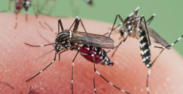 Mosquitos tigres caracterizados por las franjas negras.