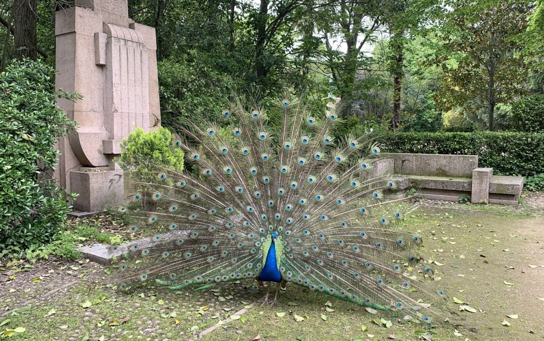 Pavo real en el Campo Grande de Valladolid 27-4-20