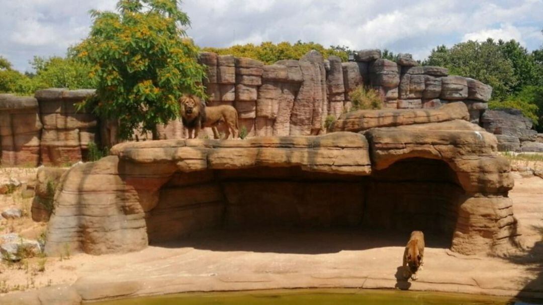 Las tres leonas y el león son los únicos animales del Zoo de Barcelona que han pasado la Covid