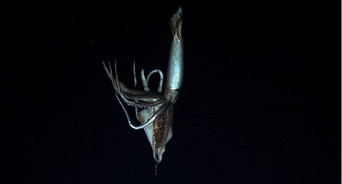 Imagen de vídeo, tomado de imágenes por NHK y Discovery Channel en julio de 2012 que muestra un calamar gigante con un calamar cebo en sus brazos